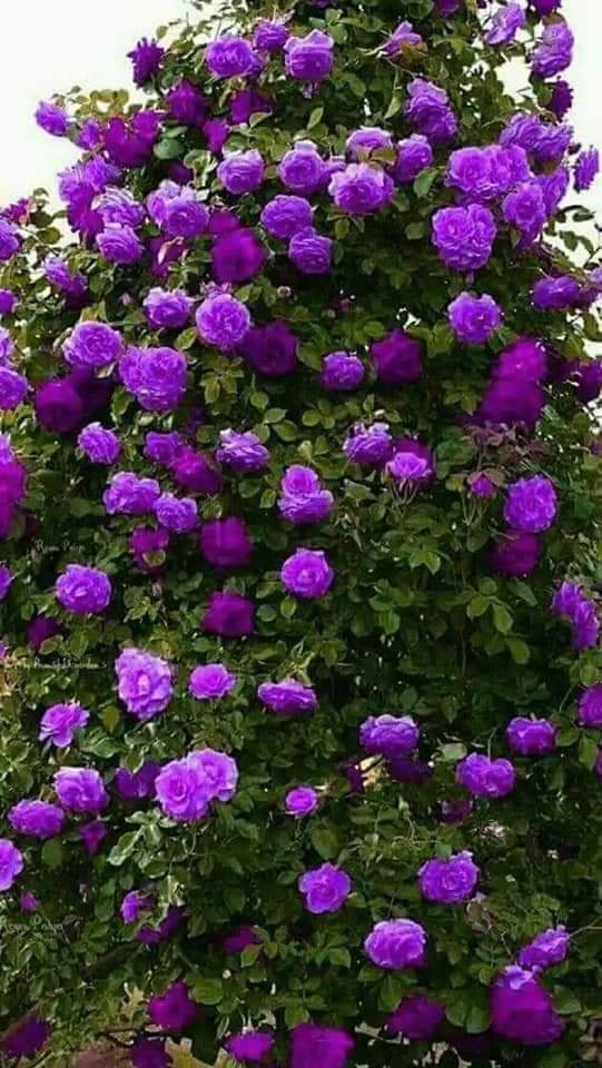 Next Day Flower Delivery USA Best Flower Gift Shop