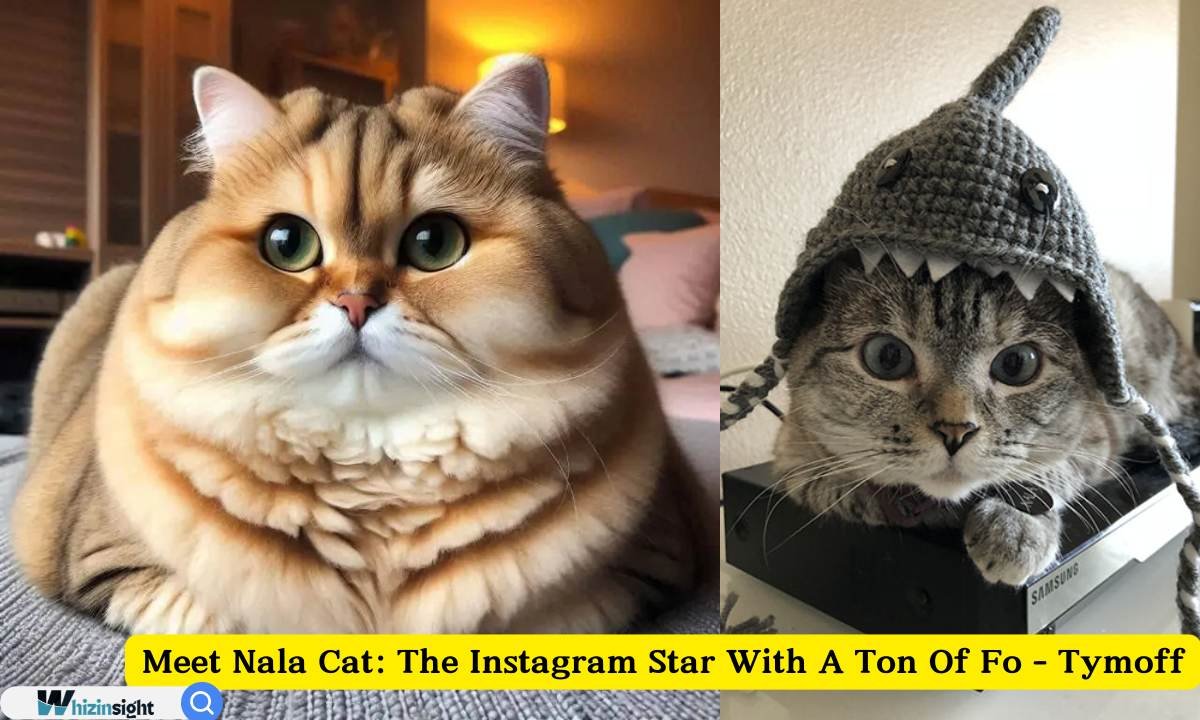 Meet Nala Cat: The Instagram Star With A Ton Of Fo - Tymoff