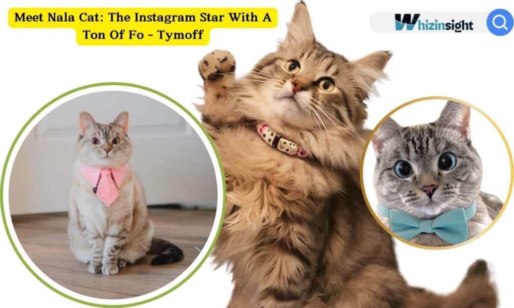 Meet Nala Cat: The Instagram Star With A Ton Of Fo - Tymoff